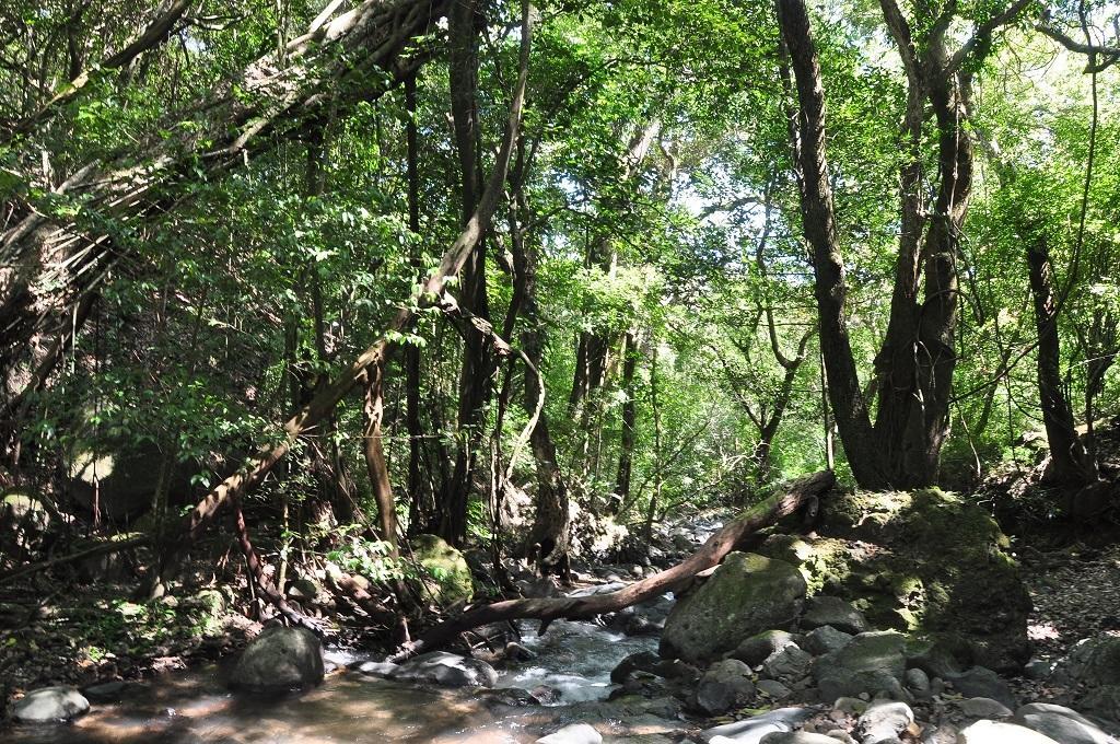 Mamallena Eco LodgeLa Laguna de San Carlos エクステリア 写真