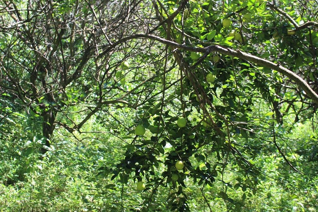 Mamallena Eco LodgeLa Laguna de San Carlos エクステリア 写真